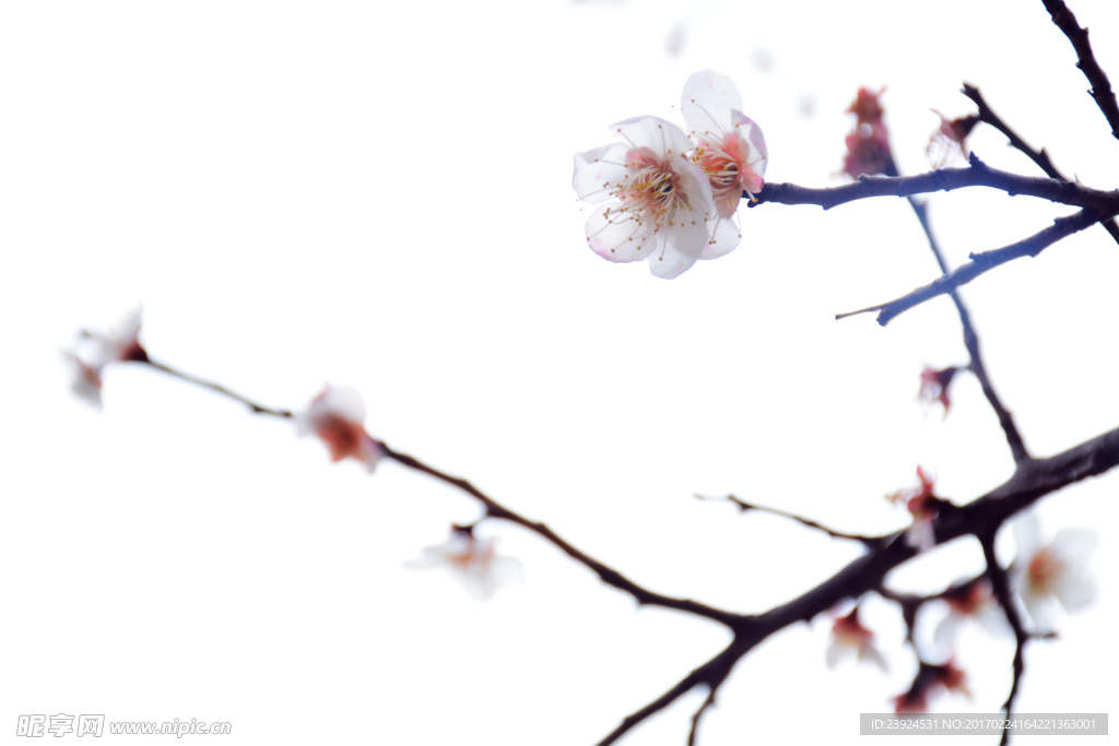 梅花