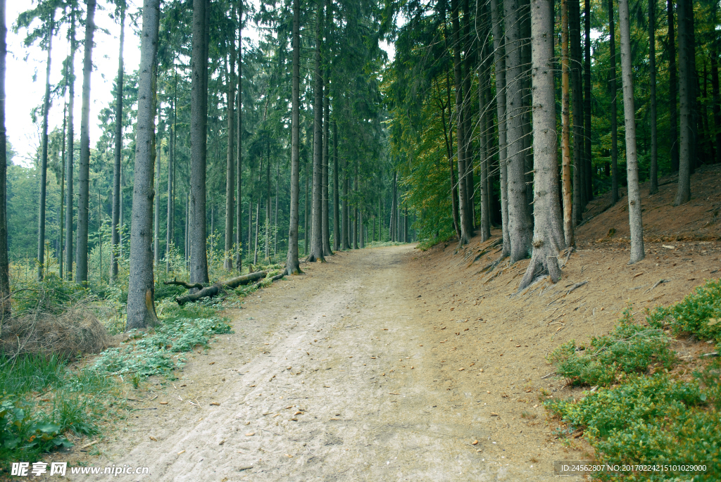 林间小路