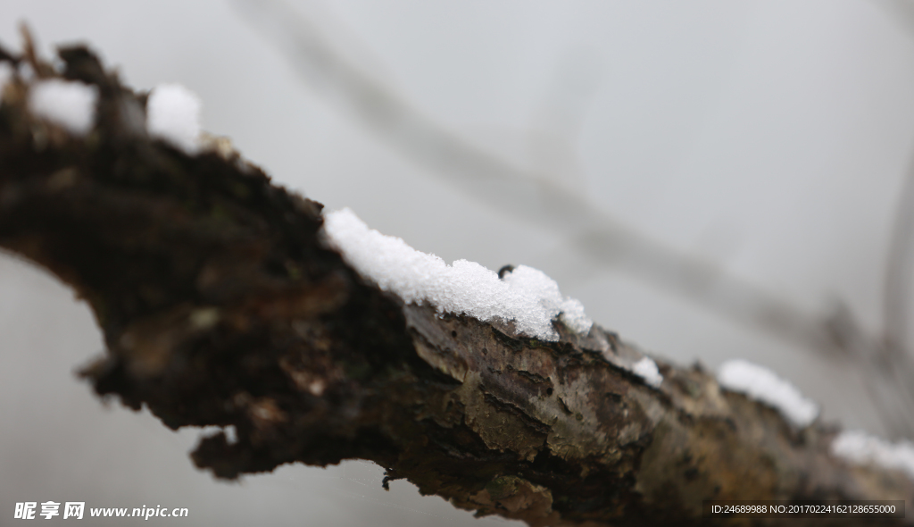 树枝上的雪