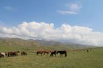 新疆风景 大草原