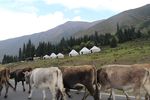 新疆风景 草原   自然风光