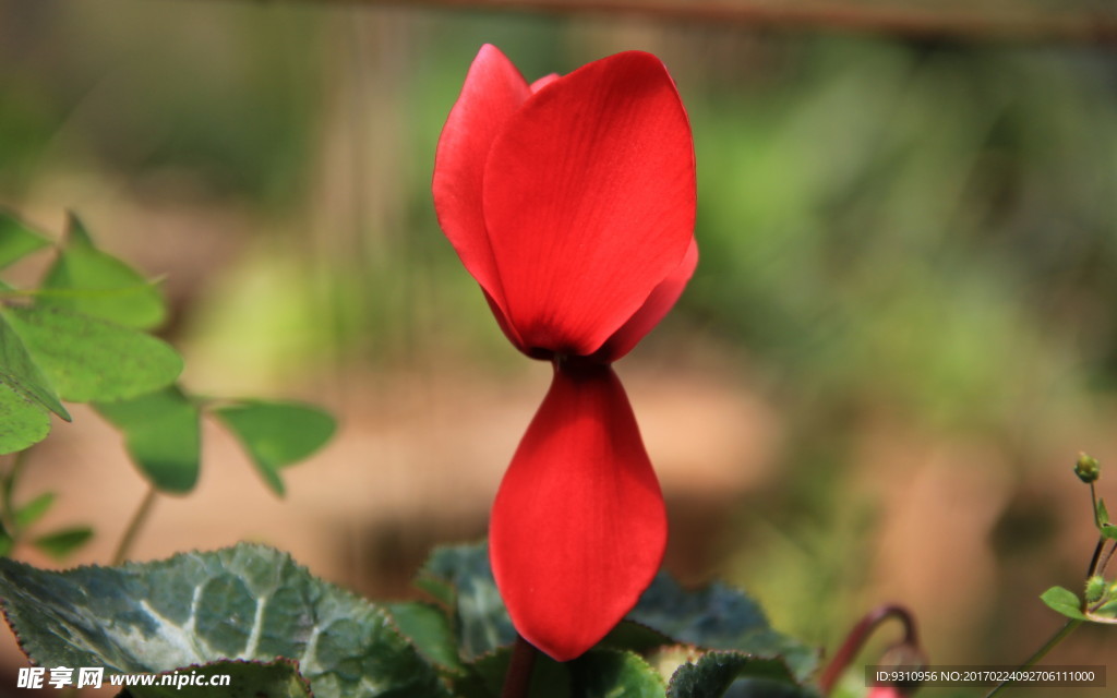 失落的花瓣