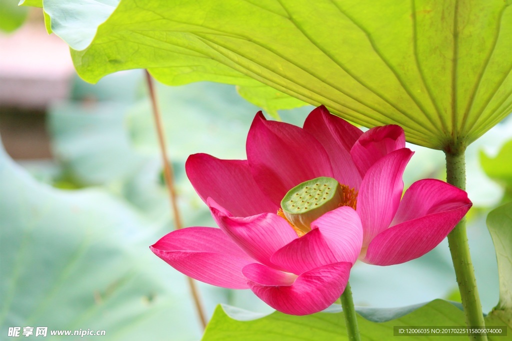 粉色莲花