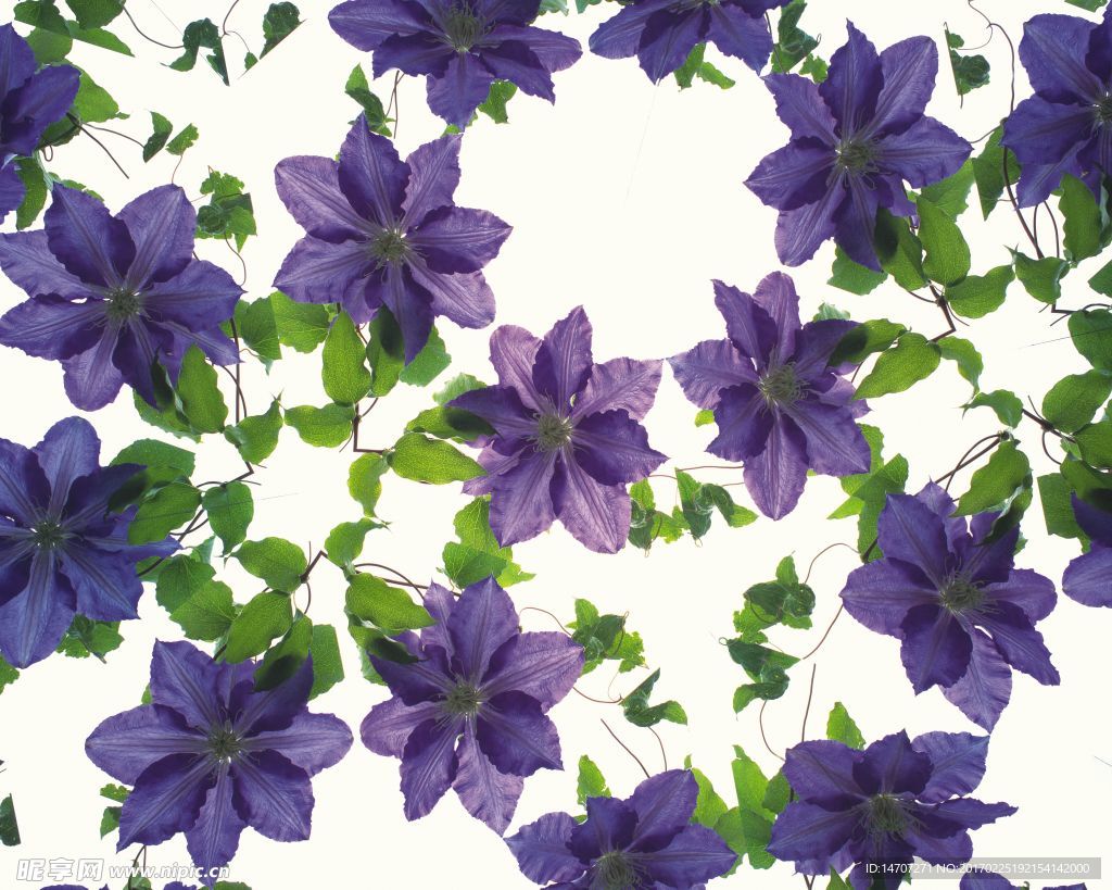 花卉