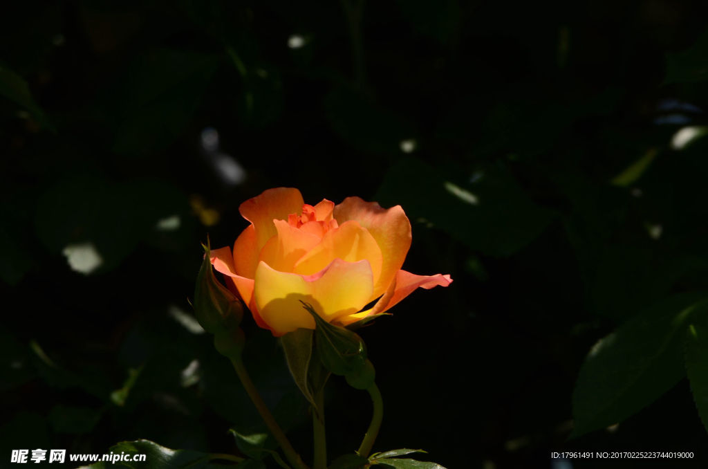 月季花