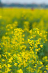 油菜花