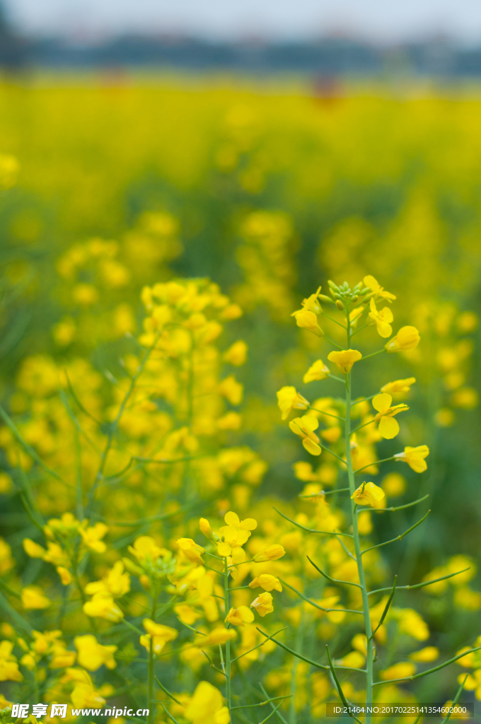 油菜花