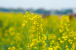 油菜花