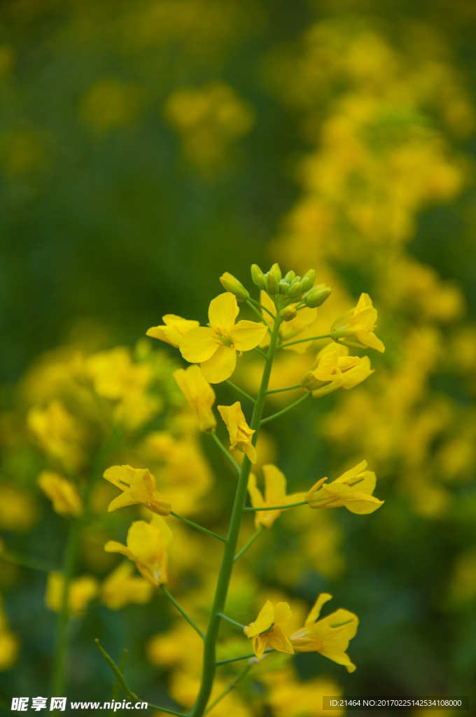 油菜花