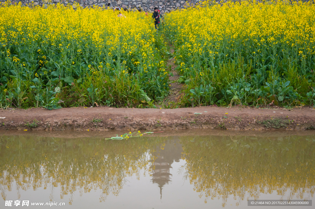 油菜花