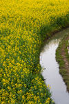 油菜花