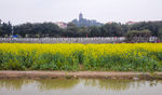 油菜花