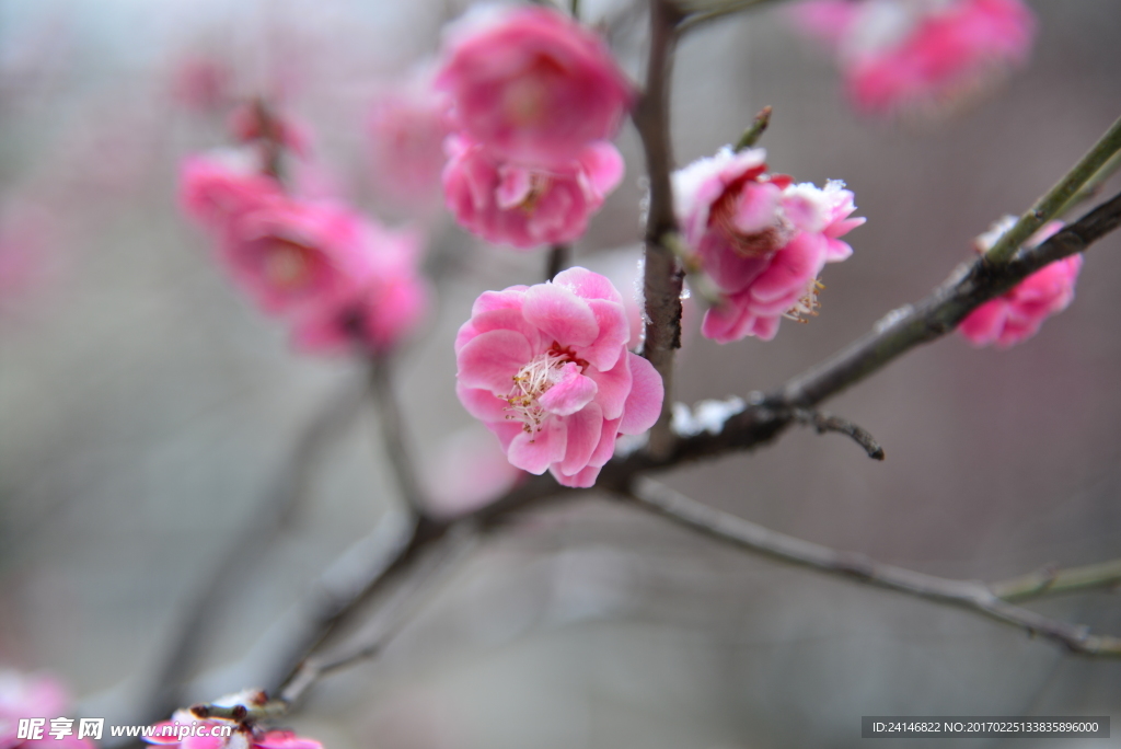 梅花