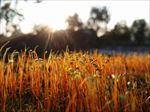 夕阳下的苔藓