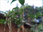 蜘蛛