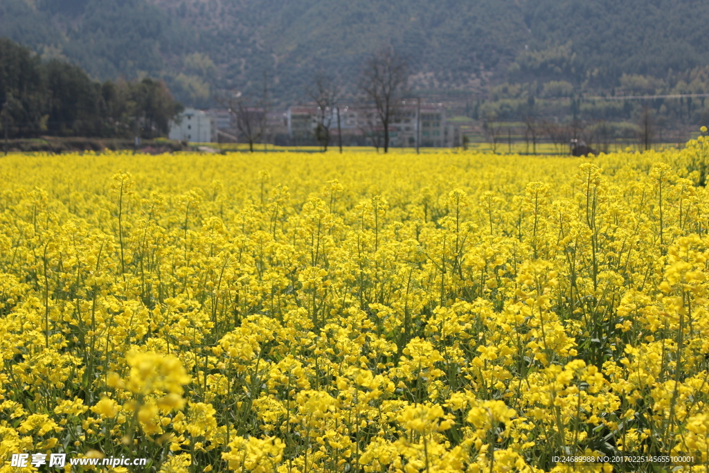 油菜花