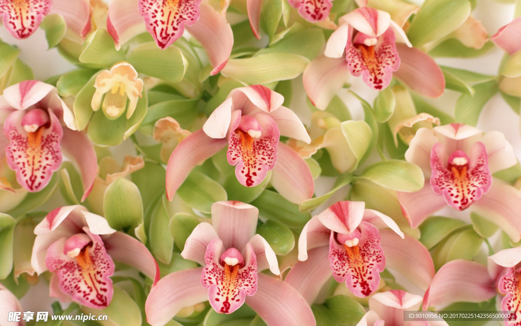 百合花