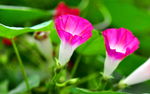 牵牛花