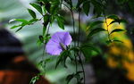 牵牛花