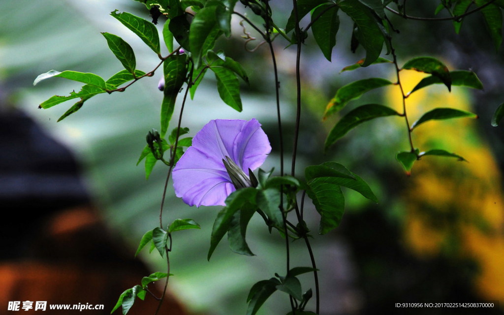 牵牛花
