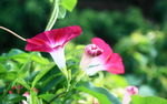 牵牛花