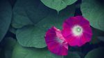 牵牛花