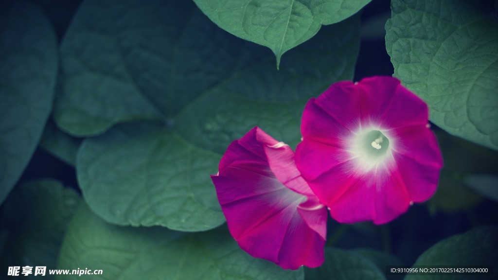 牵牛花