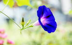 牵牛花