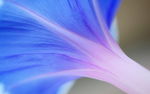 牵牛花