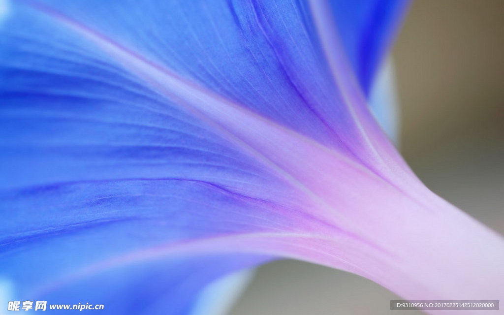 牵牛花