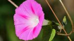 牵牛花
