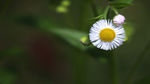 野菊花