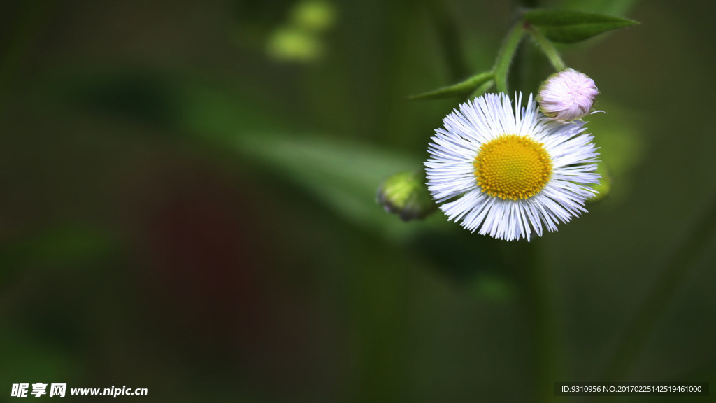 野菊花