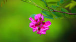 紫荆花