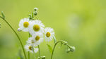 野菊花