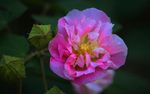 木芙蓉
