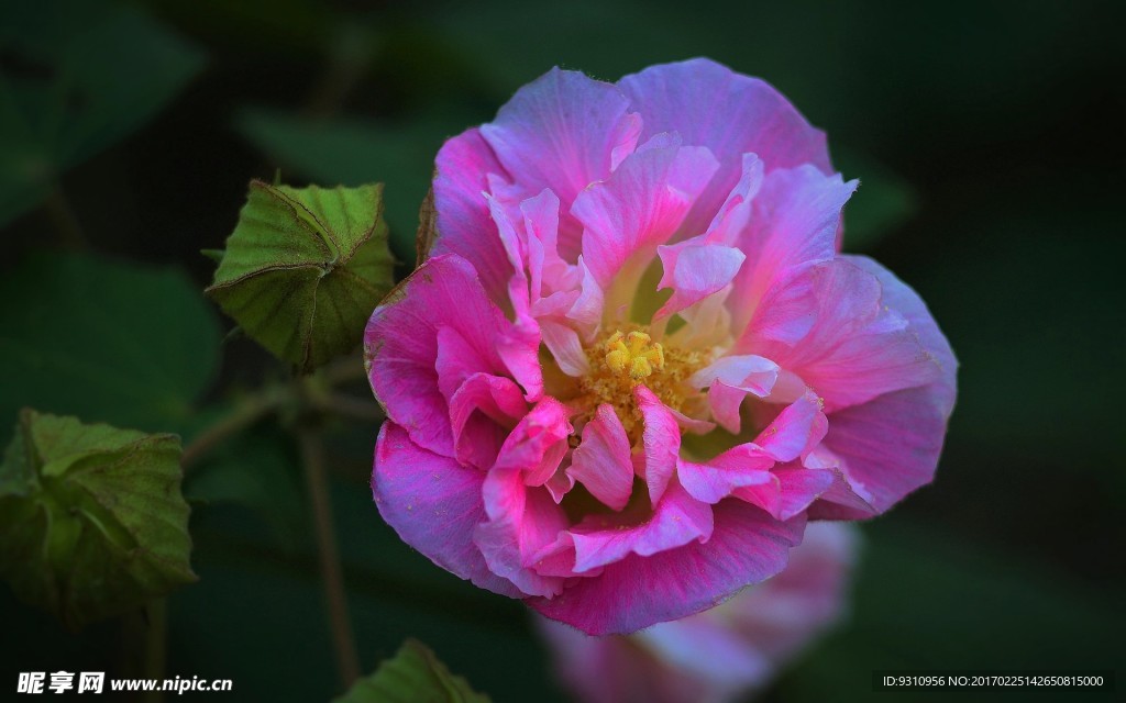 木芙蓉