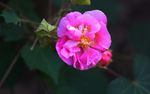 木芙蓉