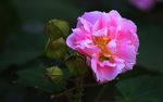木芙蓉