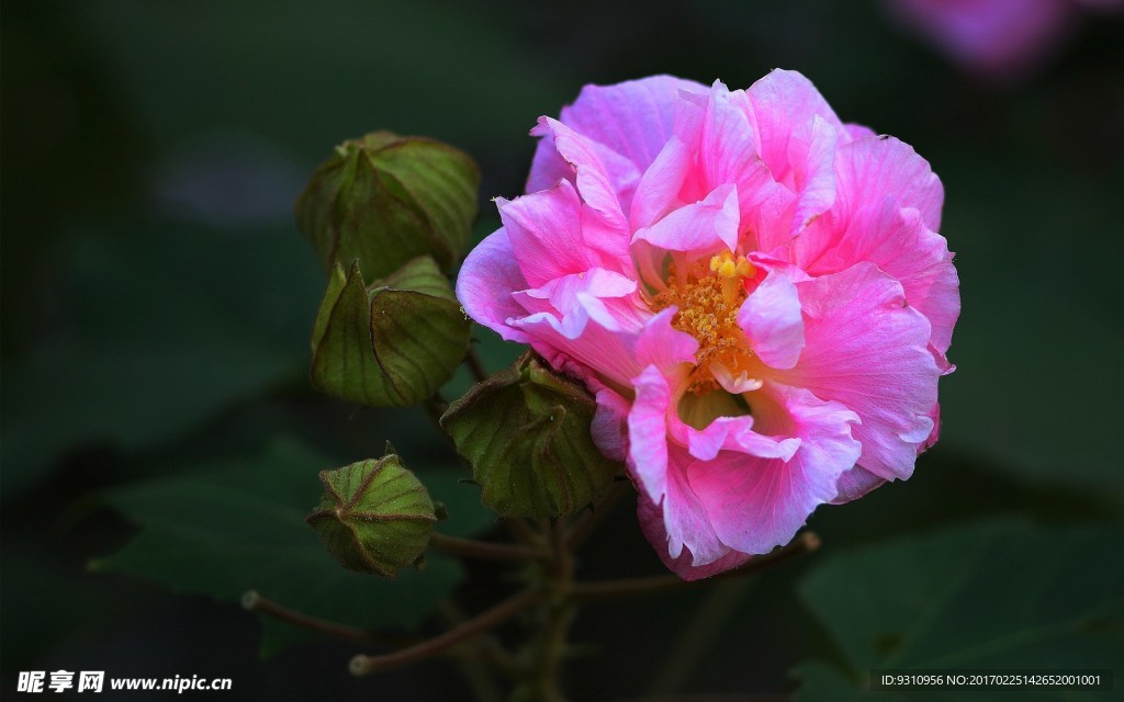 木芙蓉