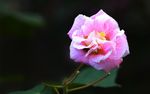 木芙蓉
