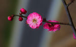 梅花