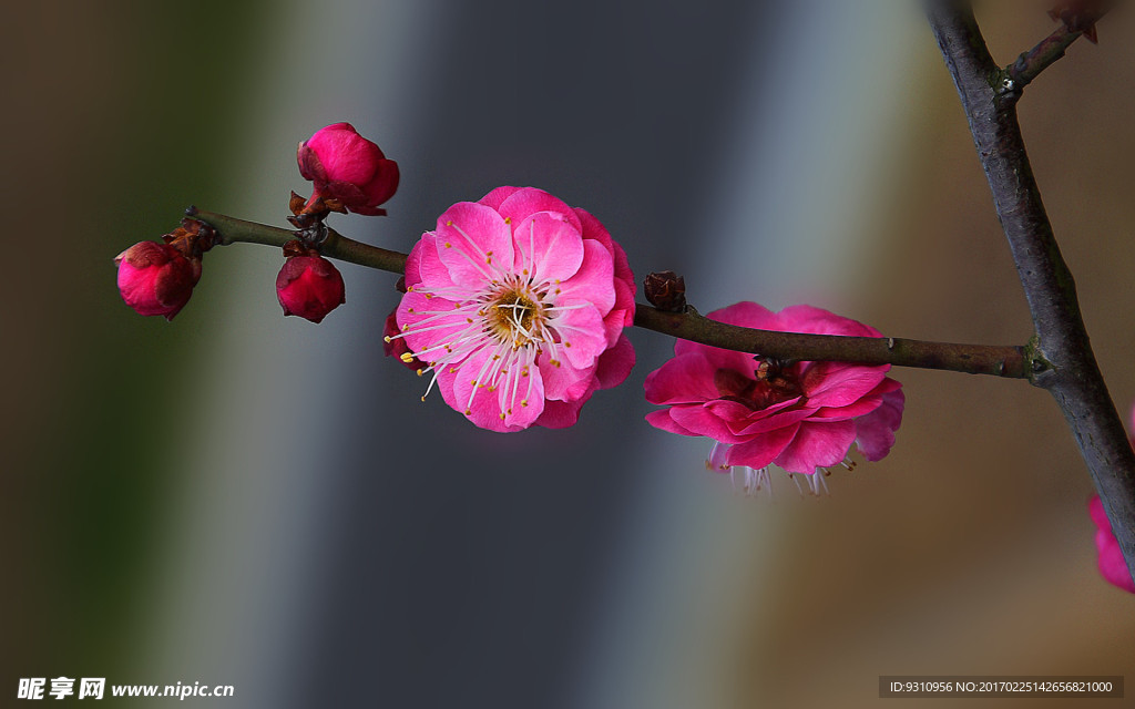 梅花