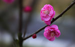 梅花