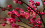 梅花