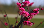 梅花
