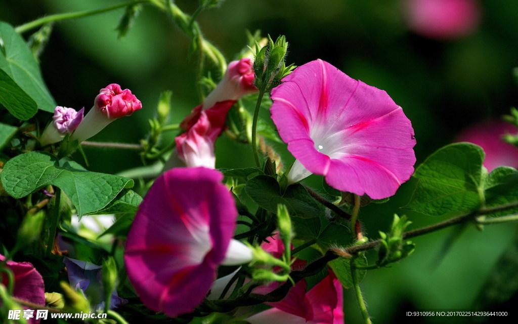 牵牛花