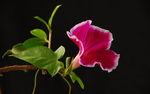 牵牛花