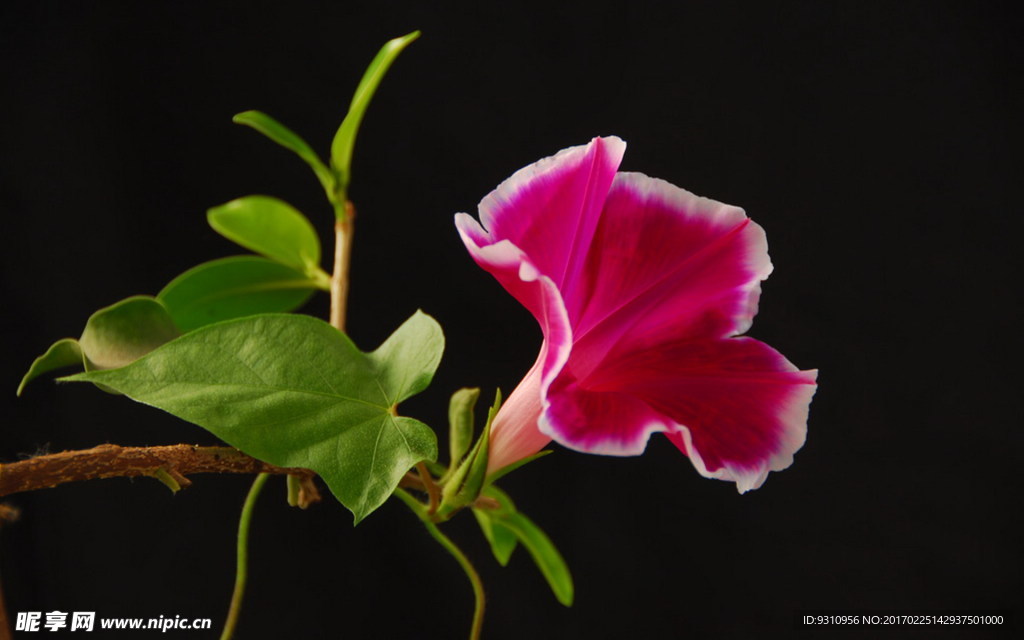 牵牛花