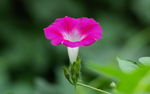 牵牛花